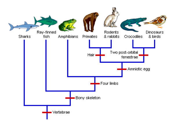 GED cladogram