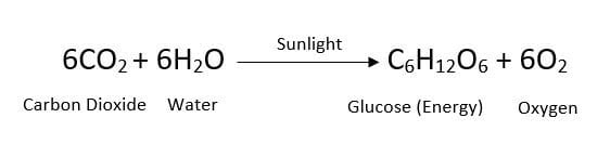 chemical equation photosynthesis